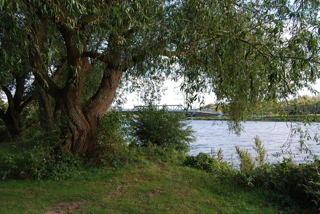 graze, trees, uferweg, flow, ruhr, nature, tree, summer, idyll